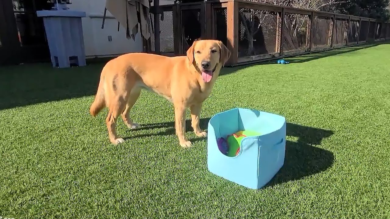 Service dog opens box of balls, only plays fetch with specific one