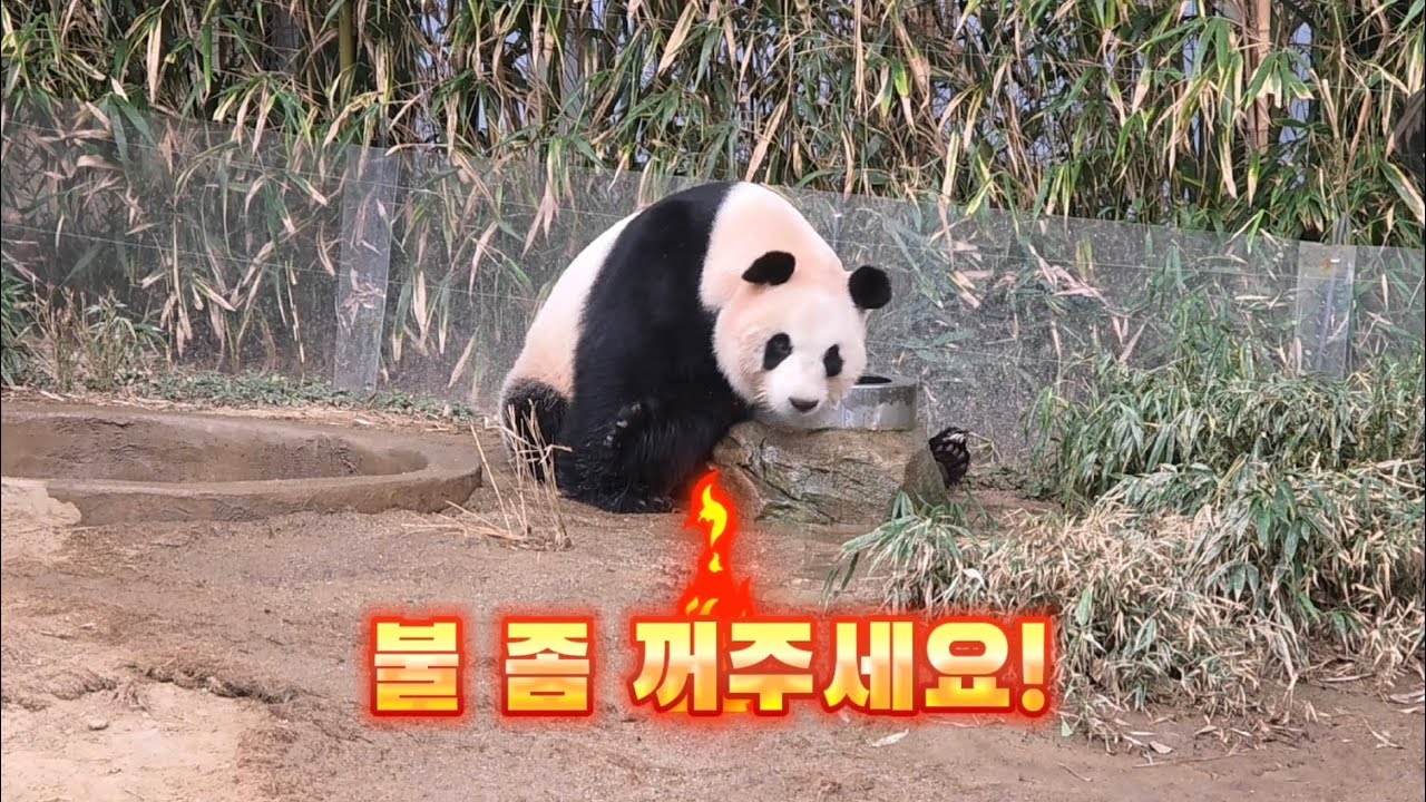 2026.02.02. 아이바오의 하루
