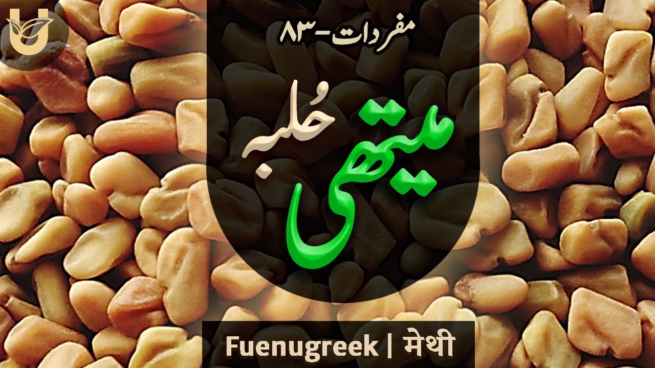 Methi (Hulba) | Fenugreek | (حُلبہ) میتھی