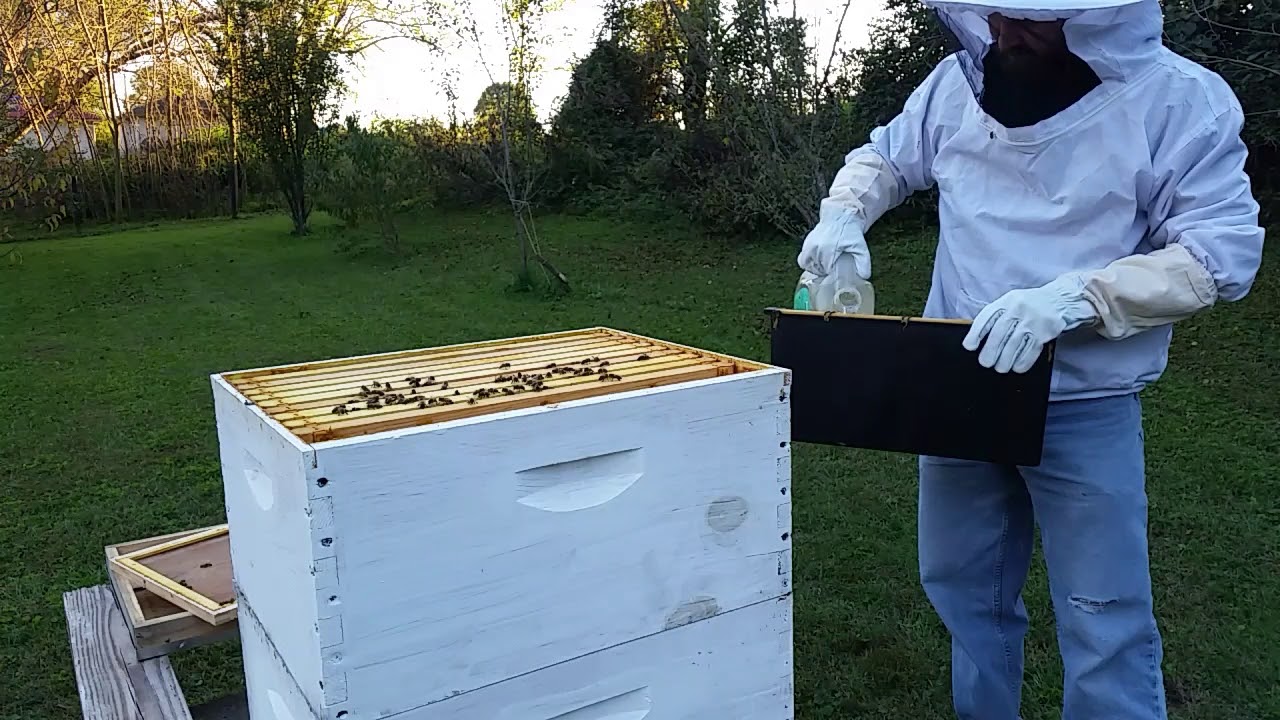 Swapping screened bottom board for solid one on bee hive