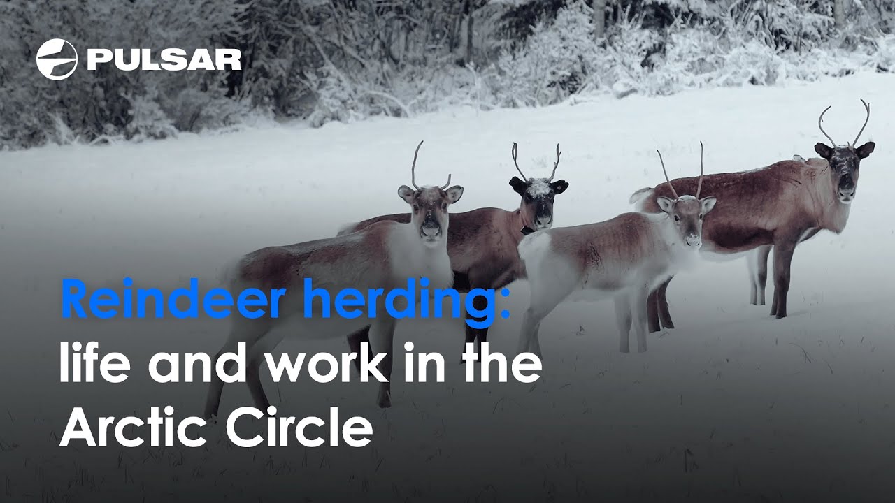 Reindeer herding | Life in the Arctic Circle | With Ari Maununiemi