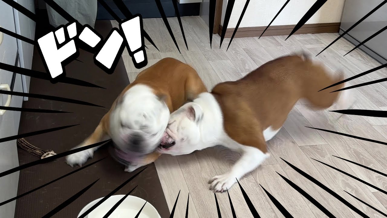 妹犬の無慈悲タックルがテンプルにブチ当たり、顔面が揺れるブルドッグのぶるまる…