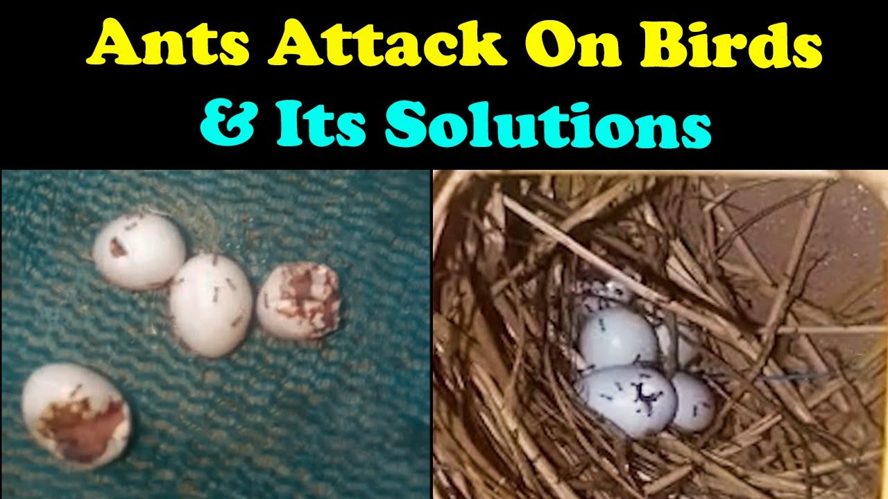 Ants Attack On Birds Of My Subscriber | Solution ? | Insects Eating Eggs | Urdu/Hindi | Lodhi Birds