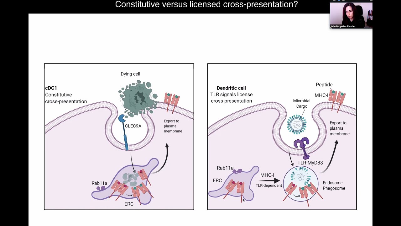 Regulation of the Cell Biology of Antigen Presentation in Dendritic Cells by Dr. Julie Blander