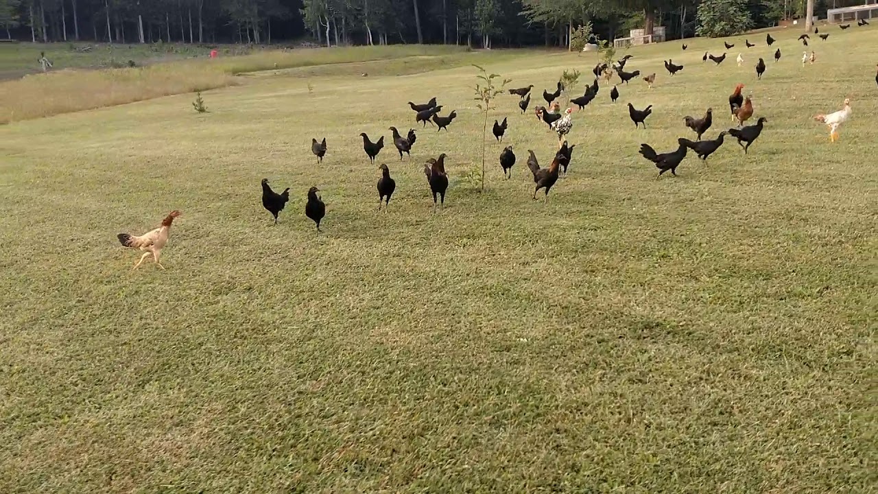A few of this year's biddies. Mostly Black McRae with a few others.