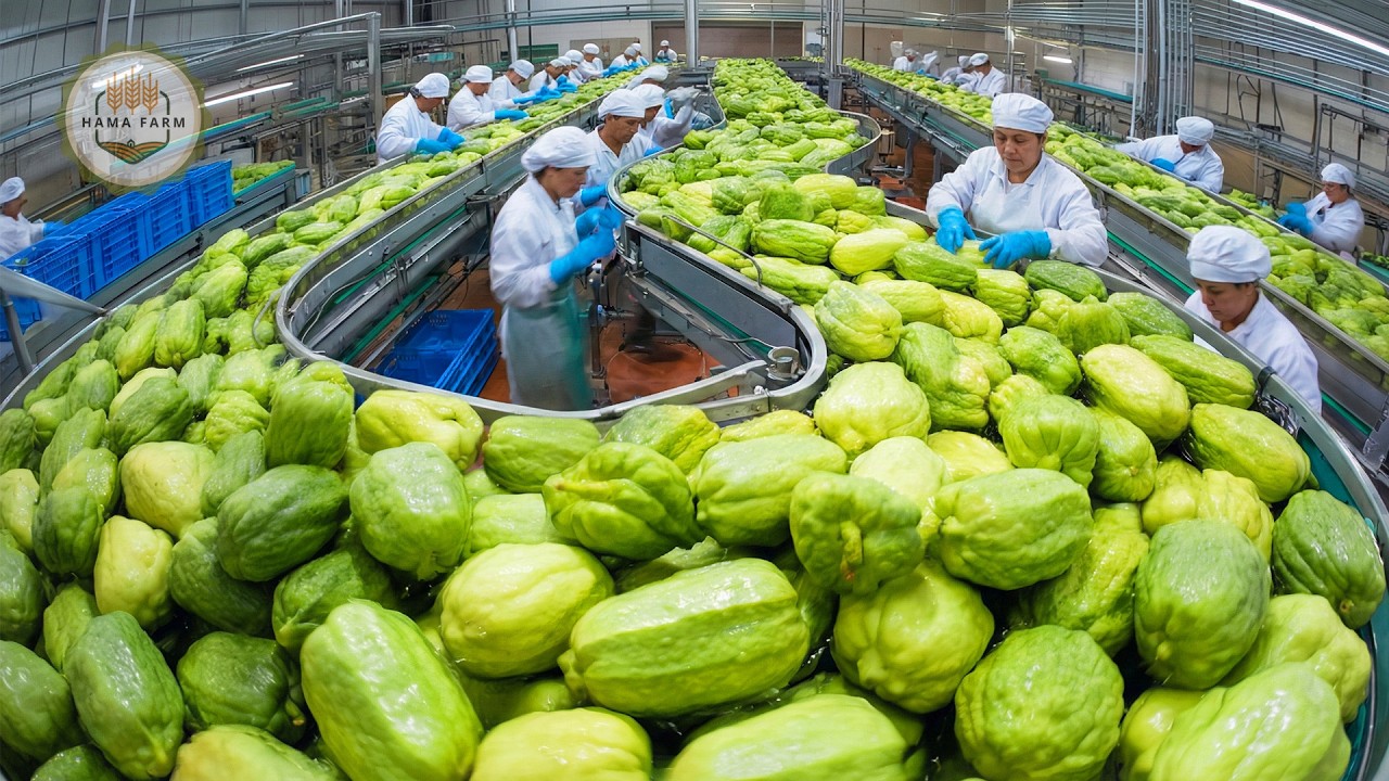 How Millions of Chayote Are Processed - Chayote Cultivation - Chayote Farming and Harvesting