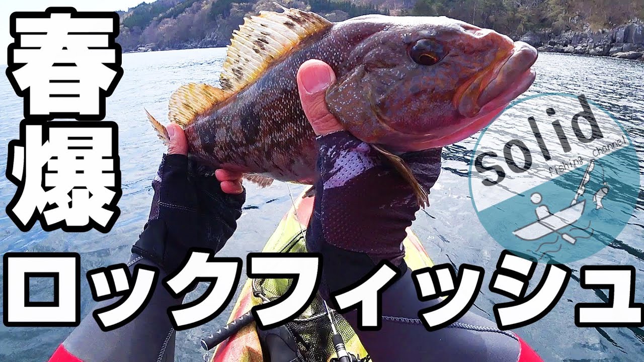 【カヤックフィッシング】サクラが散ってシーズンイン！　ランカーサイズのアイナメがポンポン釣れた　【ロックフィッシュ】