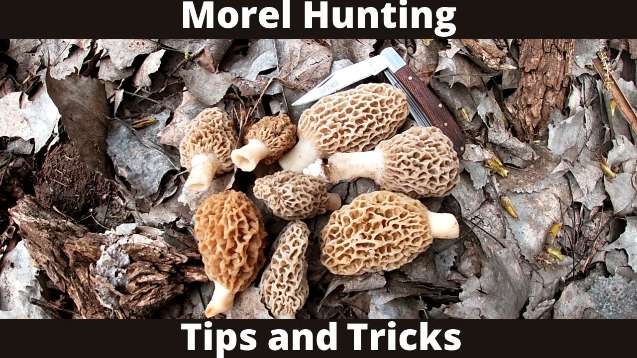 Morel Hunting + Tips and Tricks