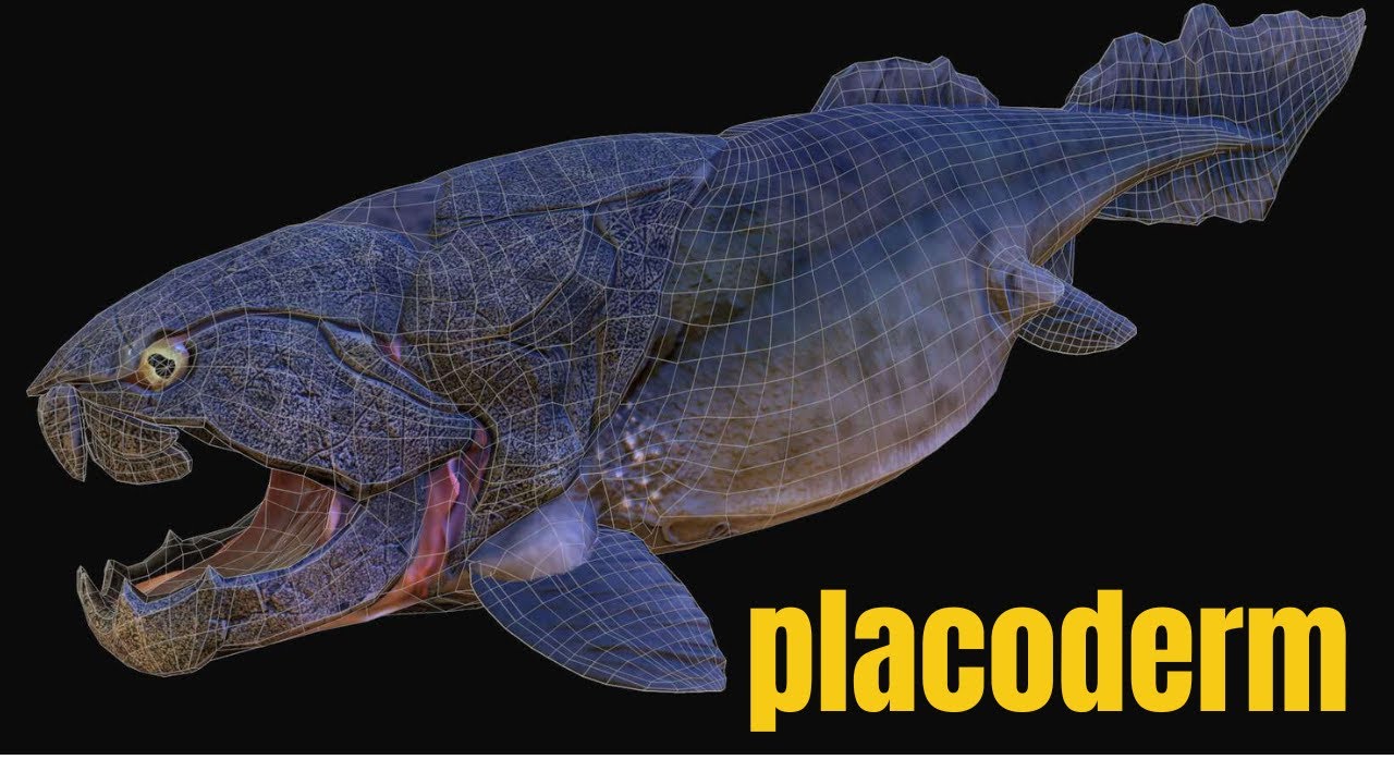 Placoderm, any member of an extinct group of primitive jawed fishes known only from fossil remains.