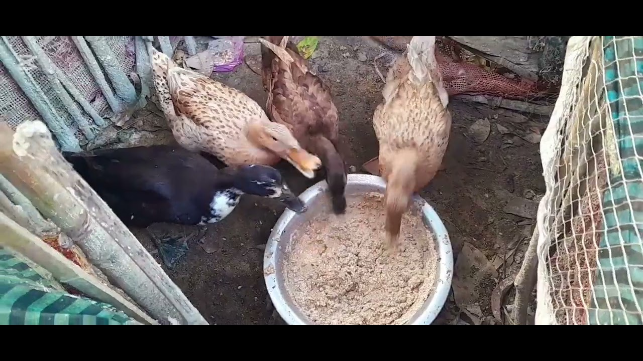 রবিবার আসলেই কেন মাথা ঘুরিয়ে যায়।।আমাদের বাড়িতে রবিবারে কে কী কাজ করছেন#villagevlog #villagelife