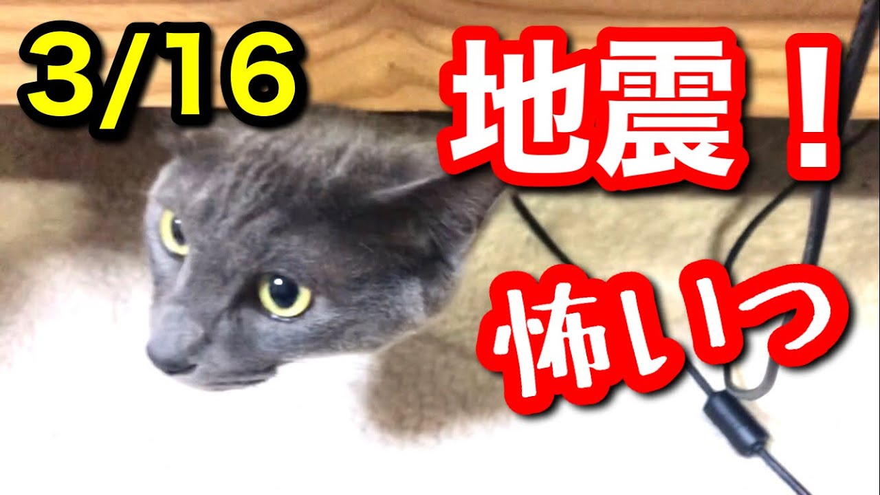 【地震】リアルなものすごい揺れを撮影しちゃいました！真夜中の大地震！猫のおかげでなんとかなった。すごい揺れに戸惑う飼い主。#保護猫 　#地震