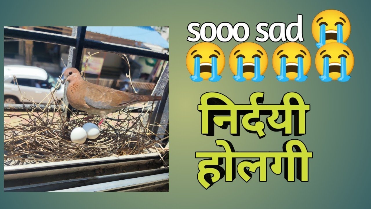 निर्दयी होलगी | Nirdayi holgi | sad story | mother bird has abandoned her eggs.