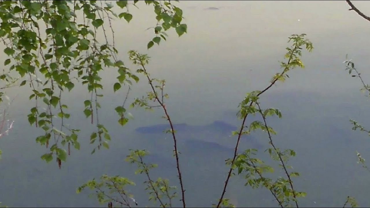 Łowisko Stary Staw 🎣 | Prezentacja stanowisk i najlepszych miejsc do wędkowania! 🌿