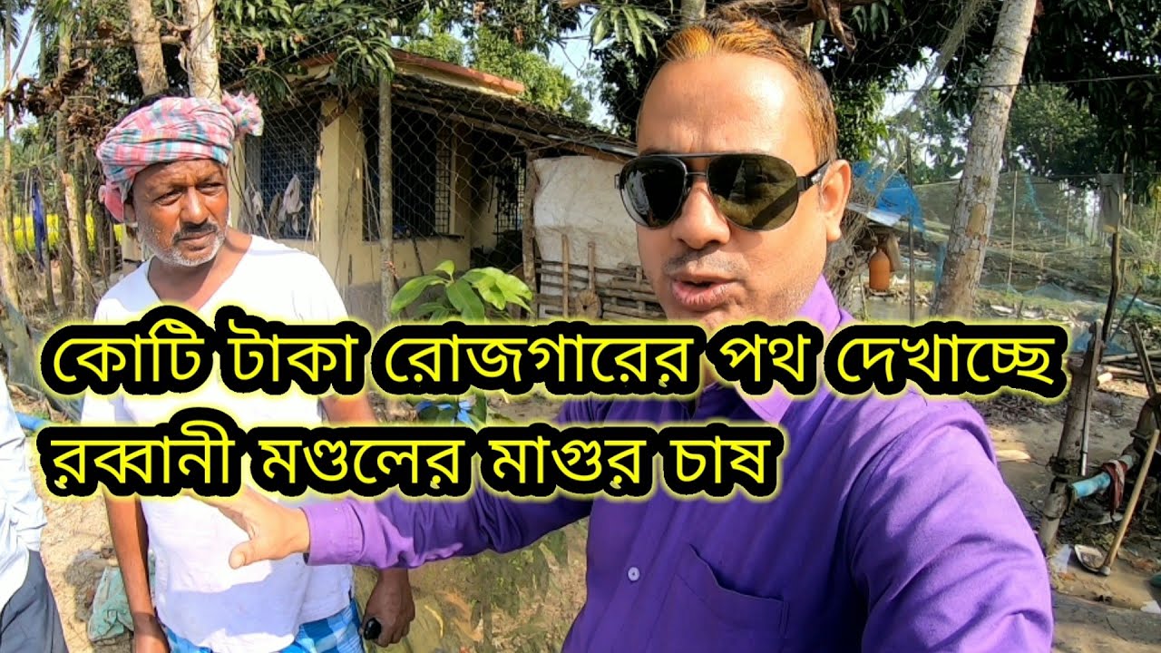 Hybrid Magur farming | মাগুর মাছ চাষ | Catfish farming in India | All information