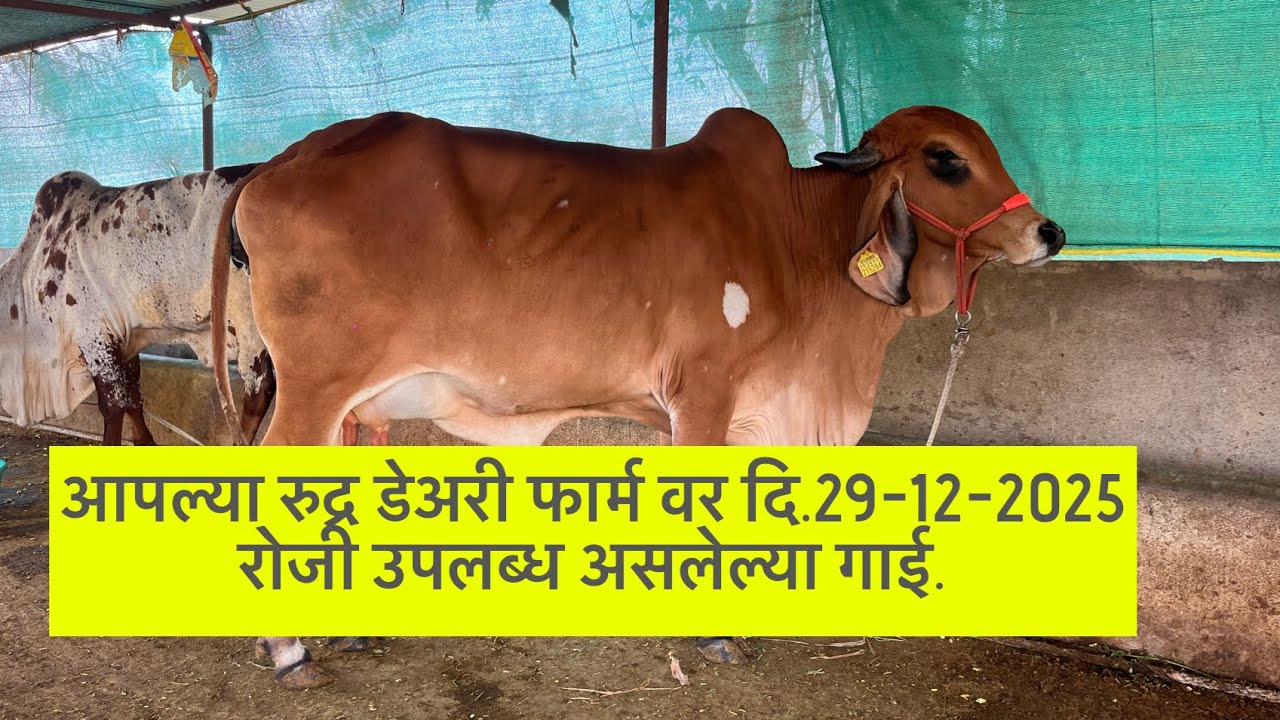 आपल्या रुद्र डेअरी फार्म वर दि.29-12-2025 रोजी उपलब्ध असलेल्या गाई.