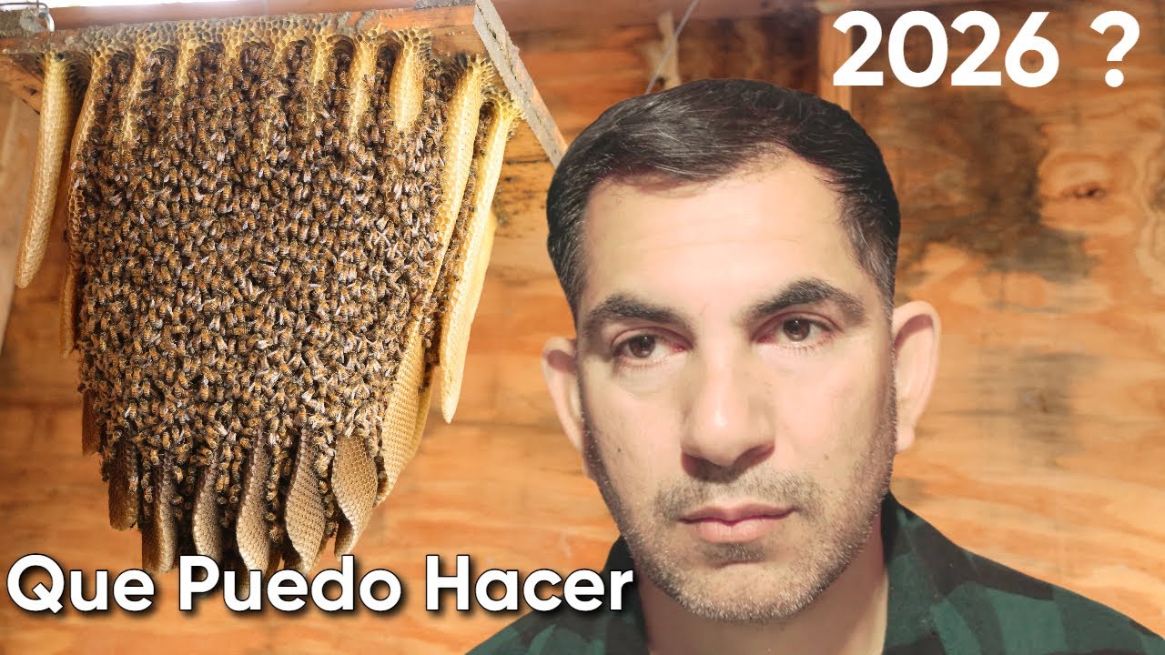 Cómo reubicar abejas #121