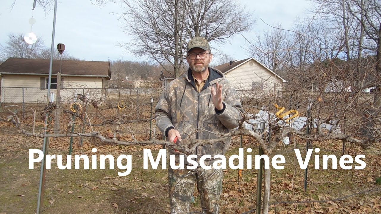 Pruning Muscadine Vines (Basic Training Series #5)
