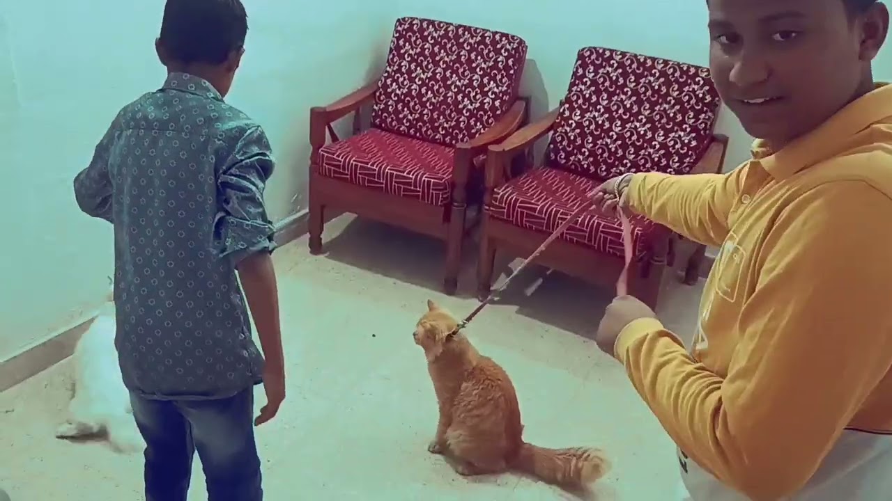 Meet my male Golden Persian cat! 🐾 In this video, we showcase his unique 