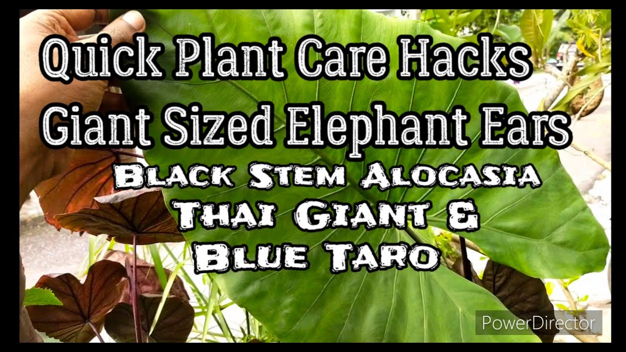 How to Grow: Giant Elephant Ears Plant (Alocasia 'Black Stem' Thai Giant / Blue Taro (Hacks & Tips)