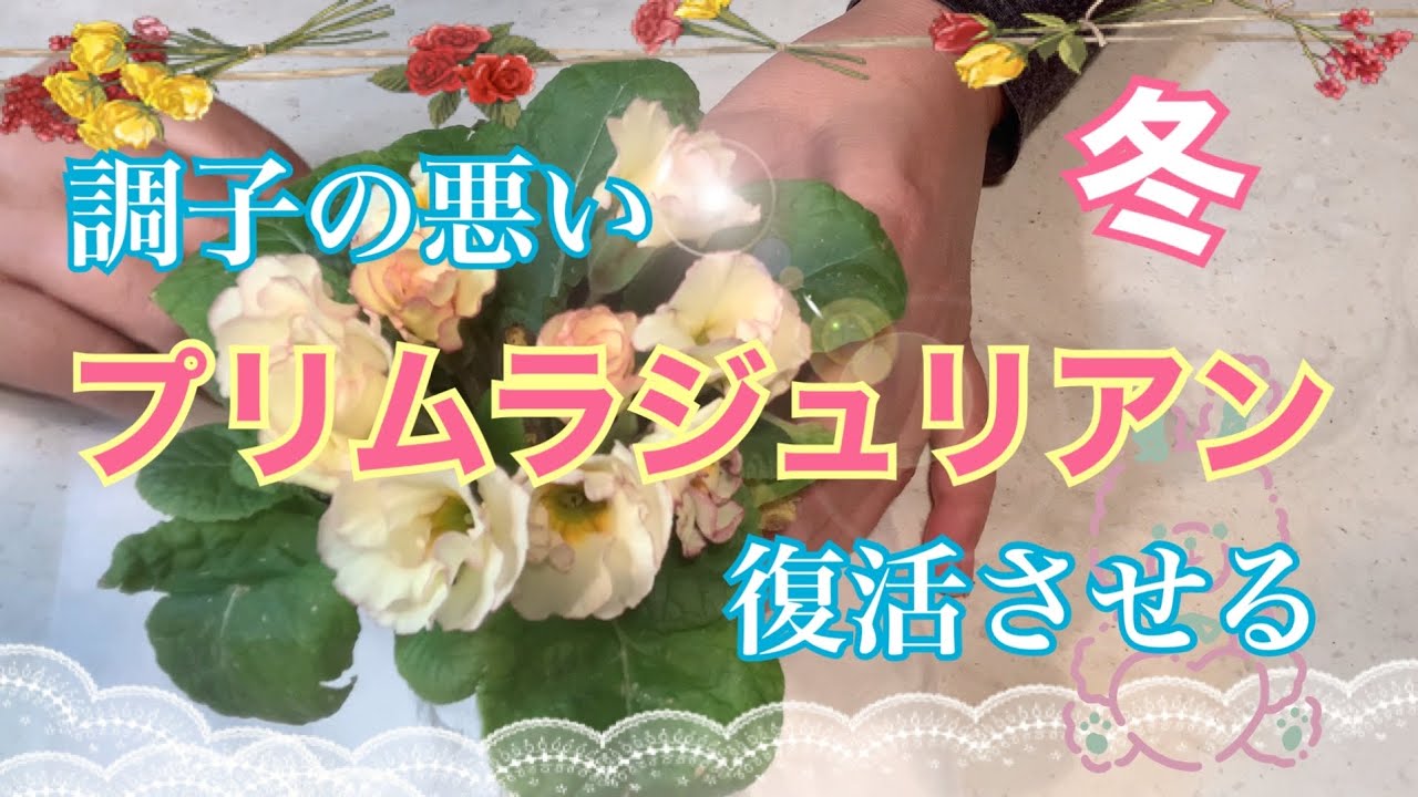 🌹【調子の悪いプリムラジュリアン 復活させるには】