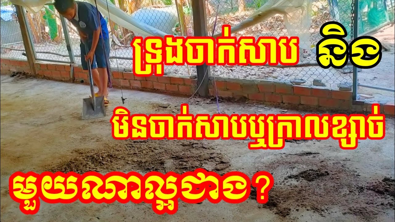 កសិកម្មមាន់: រោងមាន់ចាក់សាប និងមិនចាក់សាប ឬក្រាលខ្សាច់មួយណាល្អជាង?(ភាគ៣)