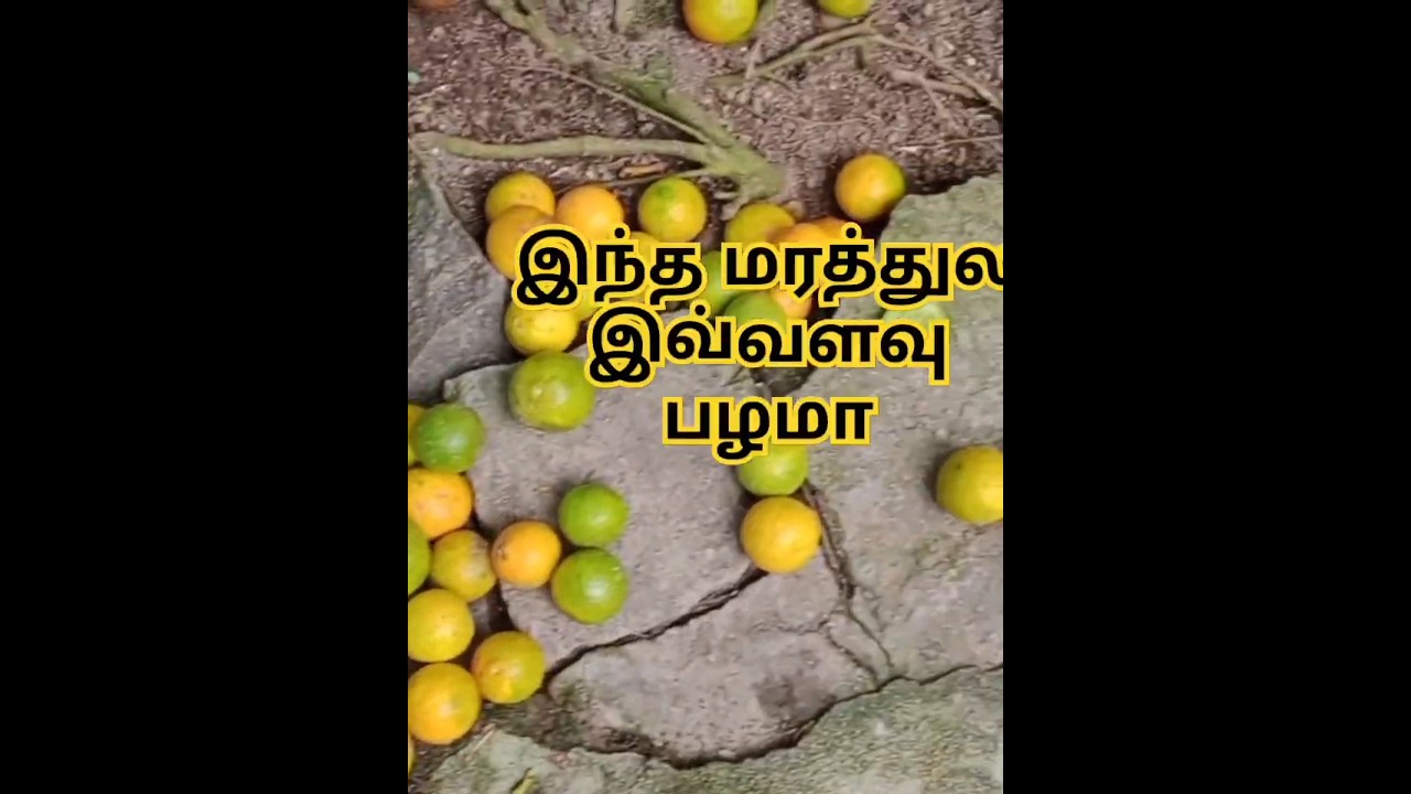 சாத்துக்குடி மரம் organic sweet lime or mosambi at home #limeb #organic #trending   #விவசாயம்