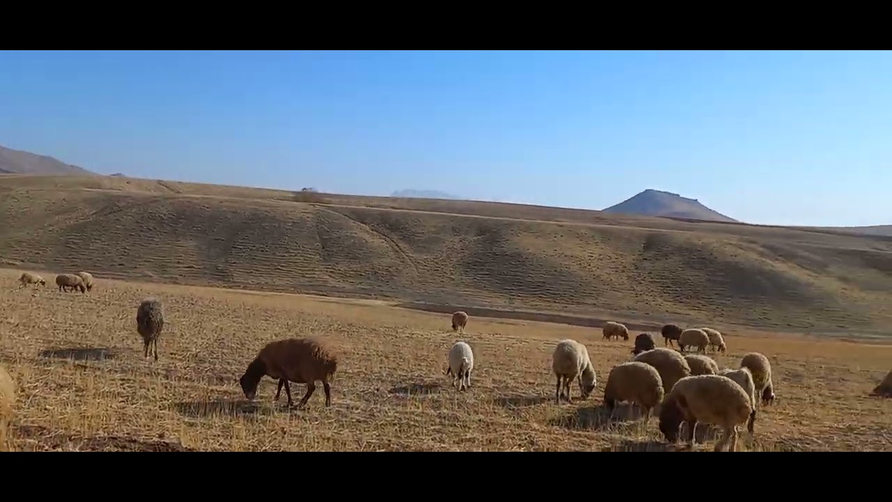 Sheep and nature