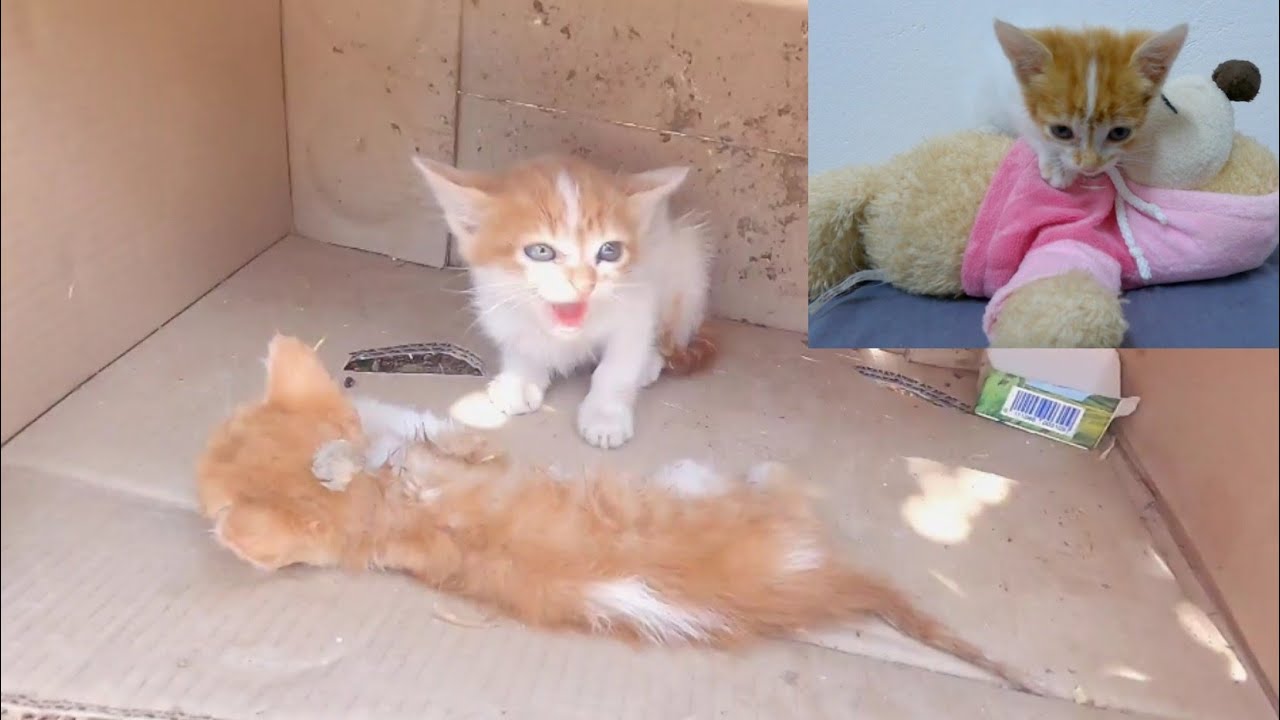 Пытается спасти котенка, защищая умирающего брата.