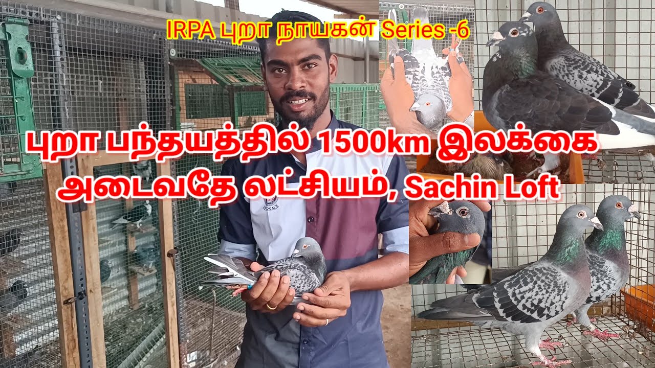 IRPA புறா நாயகன் Series -6  சச்சின் Loft visit