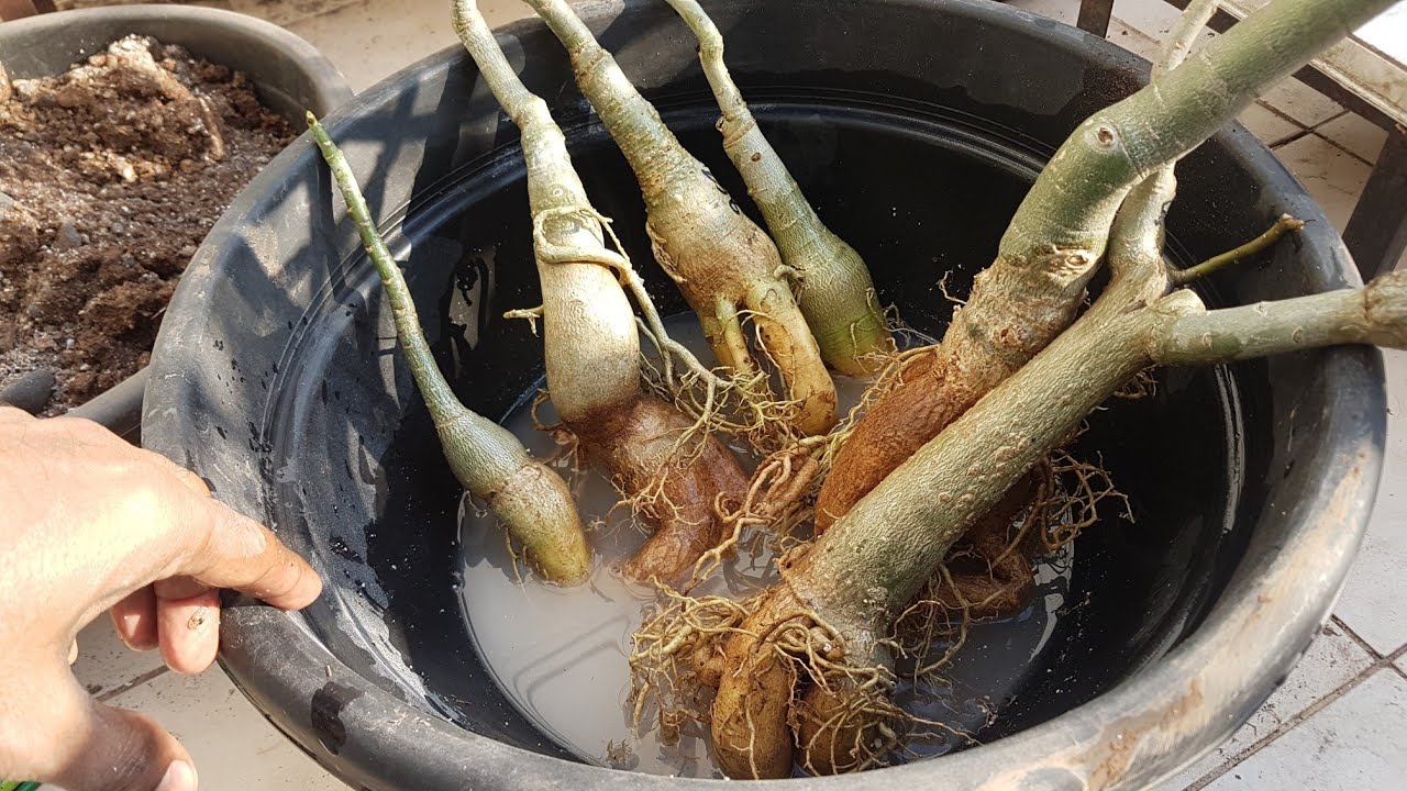 How to repot ADENIUM after hanging them for 40 days in winter ? to prepare them for summer flowring