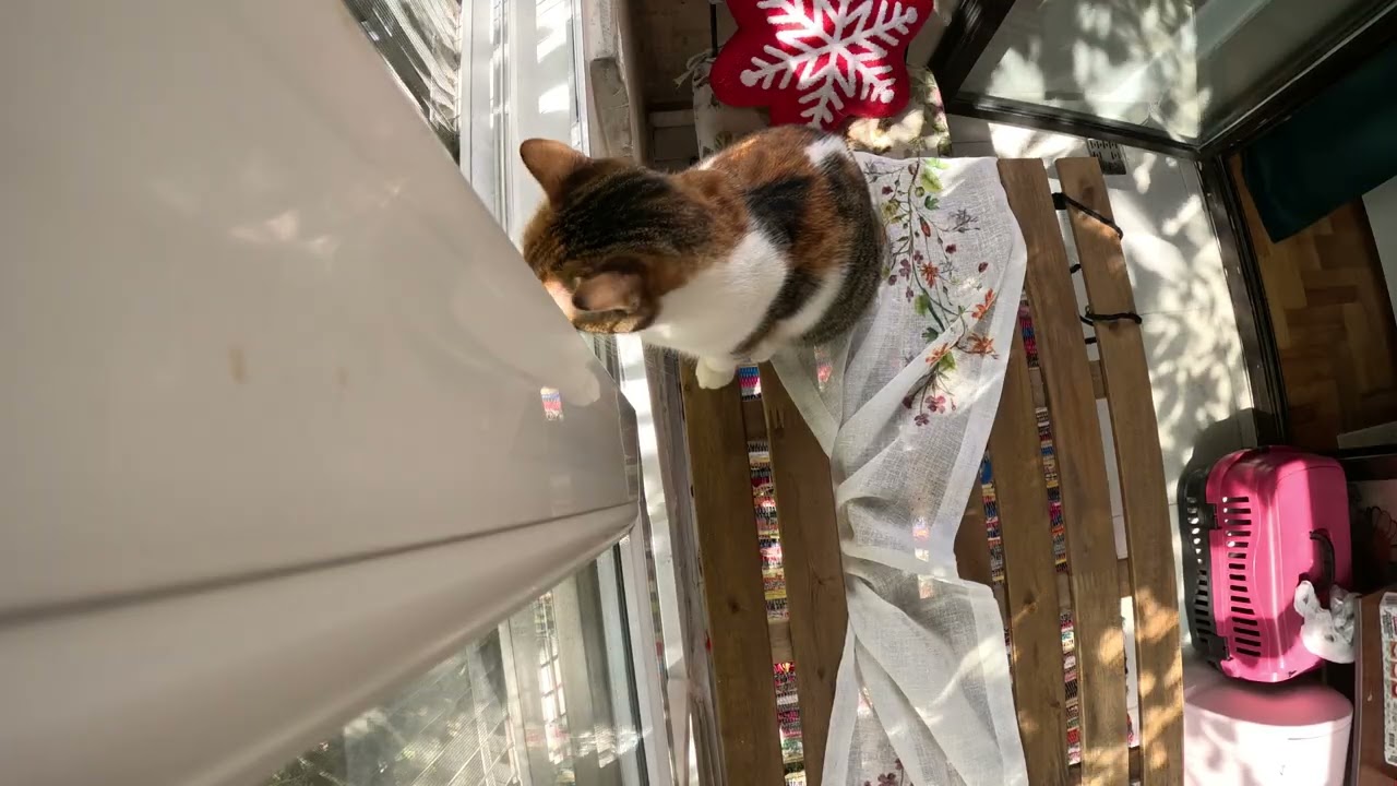 Cat Runs the Neighborhood