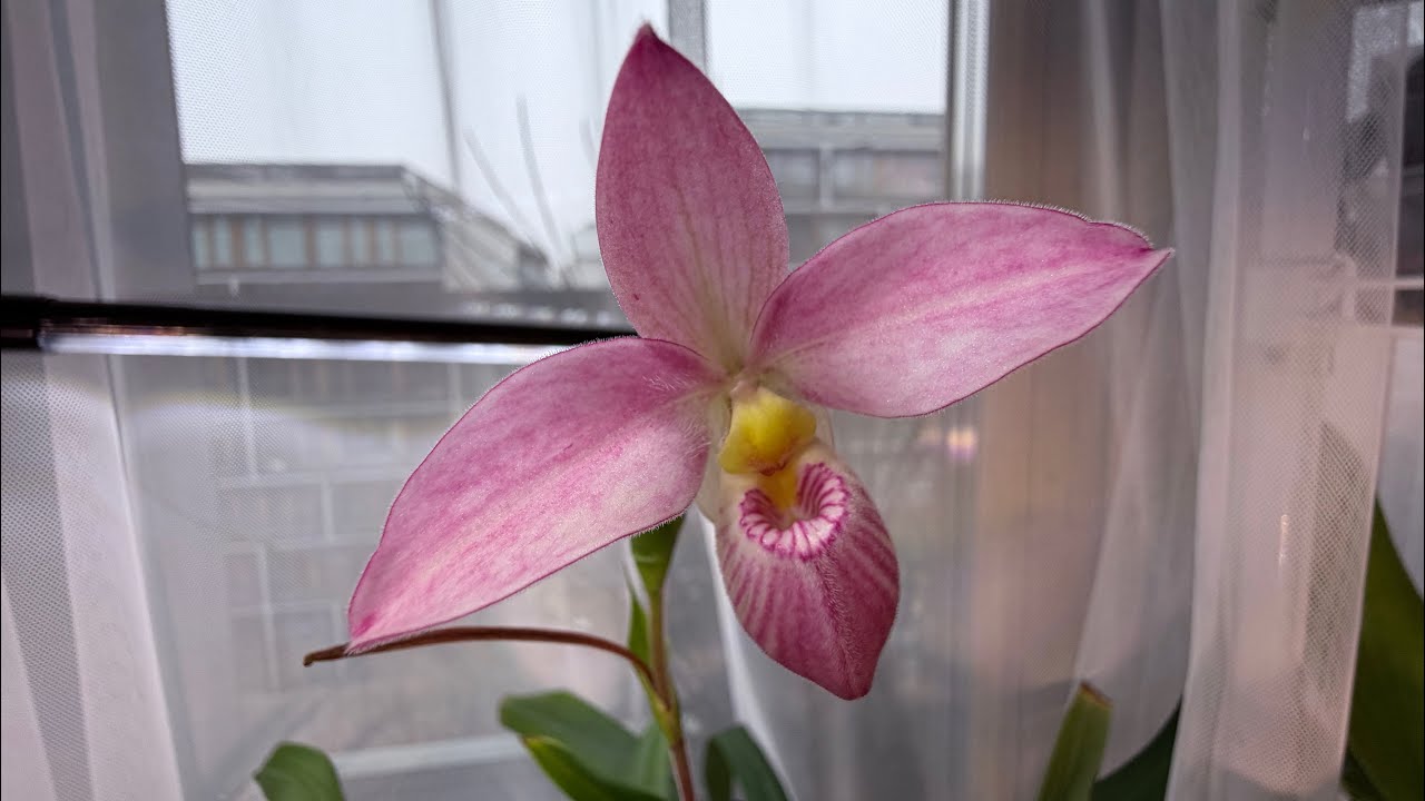 Обзор Phragmipedium Hanne Popow, kovachii,besseae,.Клещ гурман😡#orchid #plants#phragmipedium 