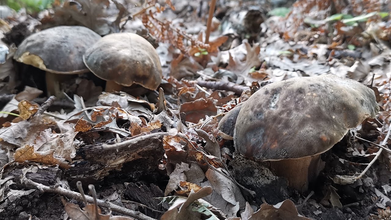 TESTA NERA DI CERRO I PORCINI DI AGOSTO 2025!!!!