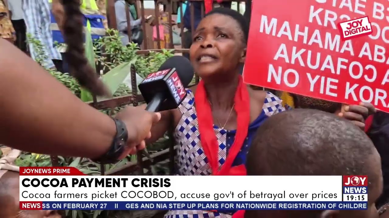 Cocoa payment crisis: Cocoa farmers picket COCOBOD, accuse government of betrayal over prices.