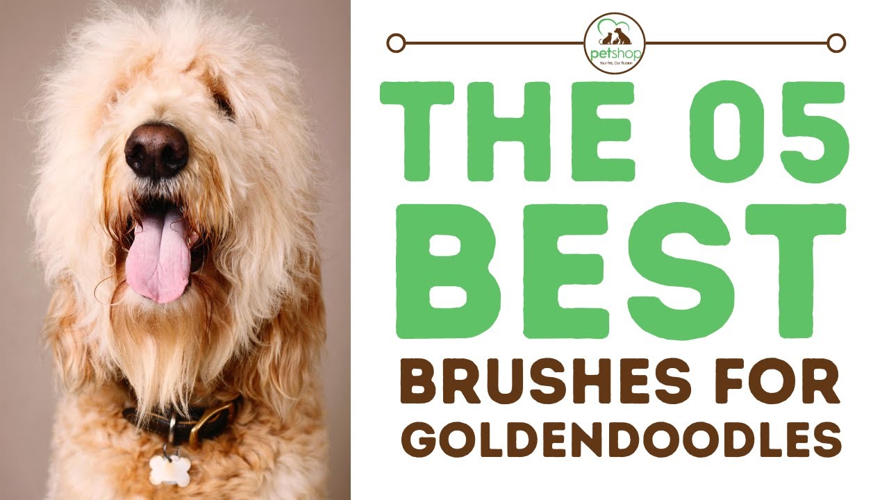 Top Best Best Brushes for Goldendoodles
