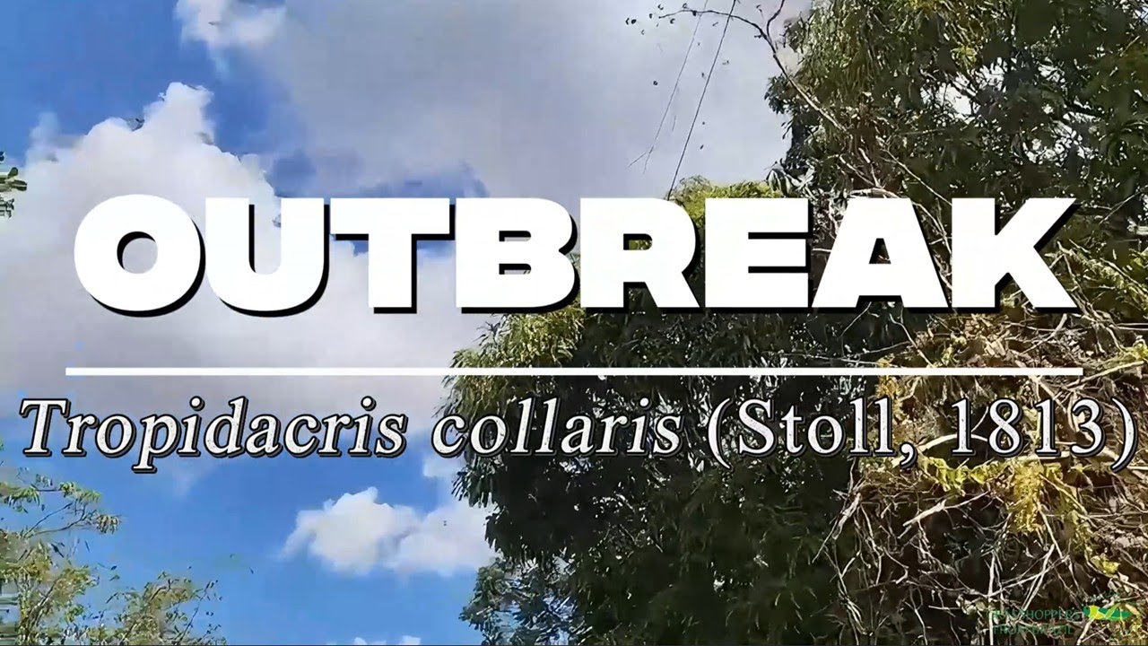 Tropidacris collaris (Stoll, 1813) outbreak in the Cerrado: a report from Minas Gerais, Brazil