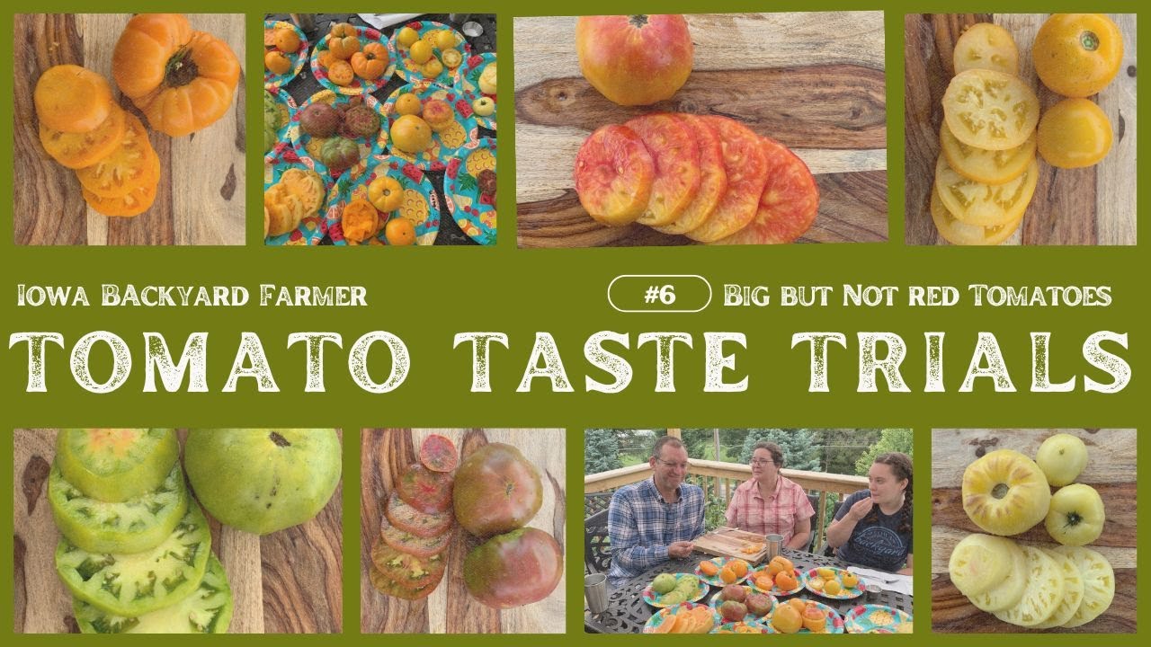 Tasting 10 Fun Colored Tomatoes!
