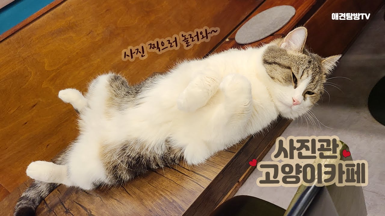 마곡동 사진관 고양이카페 브이로그(Photo studio cat cafe Vlog)