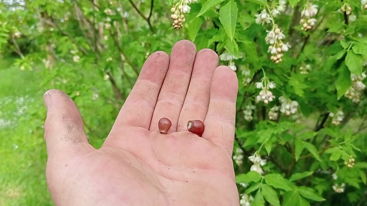 Die Pimpernuss im essbaren Waldgarten