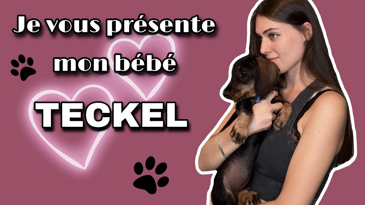 Mon chiot TECKEL