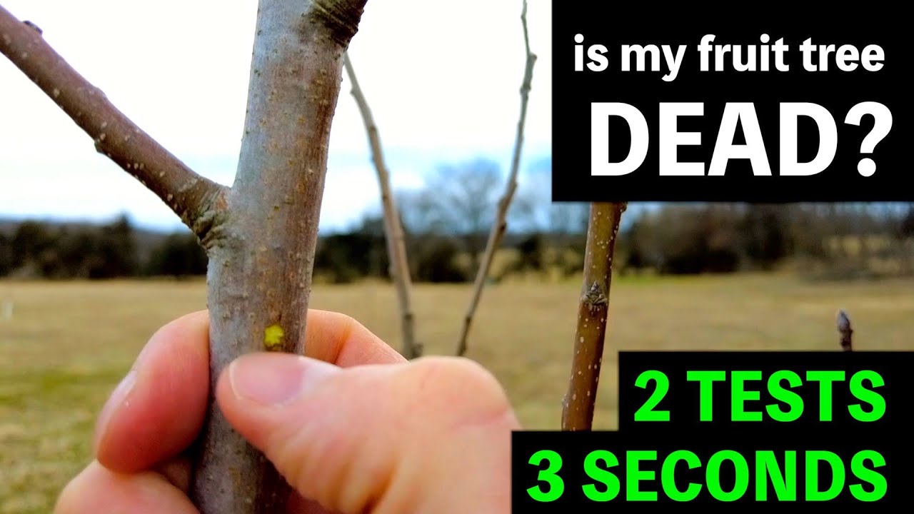 Is my fruit tree dead? How to know your fruit tree is DEAD or DORMANT in 3 seconds