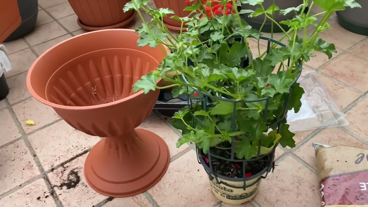 Easy way to transplant Red Scarlet Geranium/Modo semplice per trapiantare il geranio rosso scarlatto
