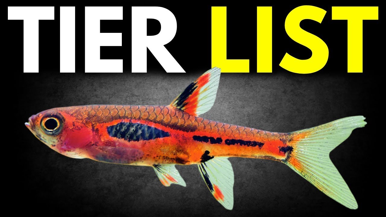 Ranking The BEST Rasboras (Tierlist)