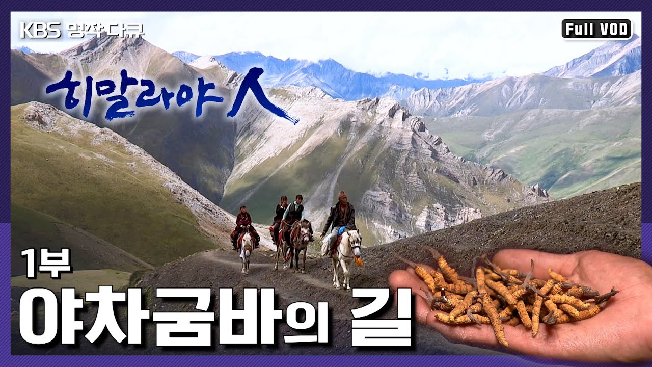 [명작다큐] 새로운 황금 야차굼바(동충하초)를 얻기 위해 히말라야를 넘는 사람들 | 히말라야人 1부 야차굼바의 길 (KBS 140410 방송)