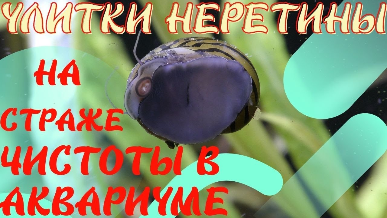 Улитки Неретины Рогатая билайн и Зебра Стражы чистоты Аквы!