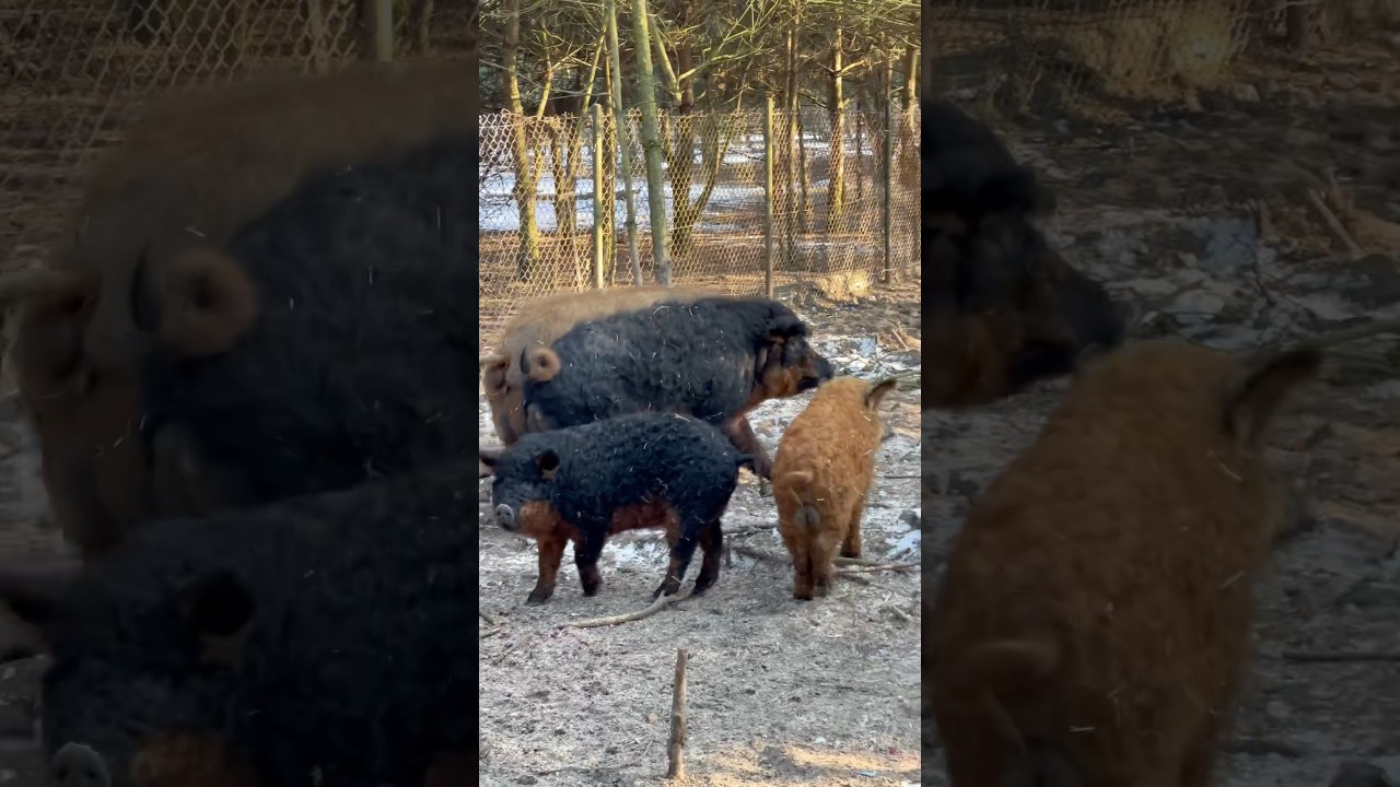 Świńskie życie 🐗#mangalica