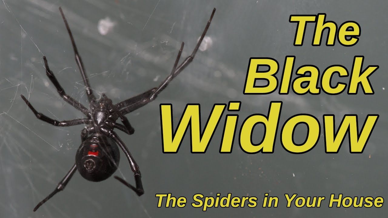 The Black Widow - The Spiders in Your House