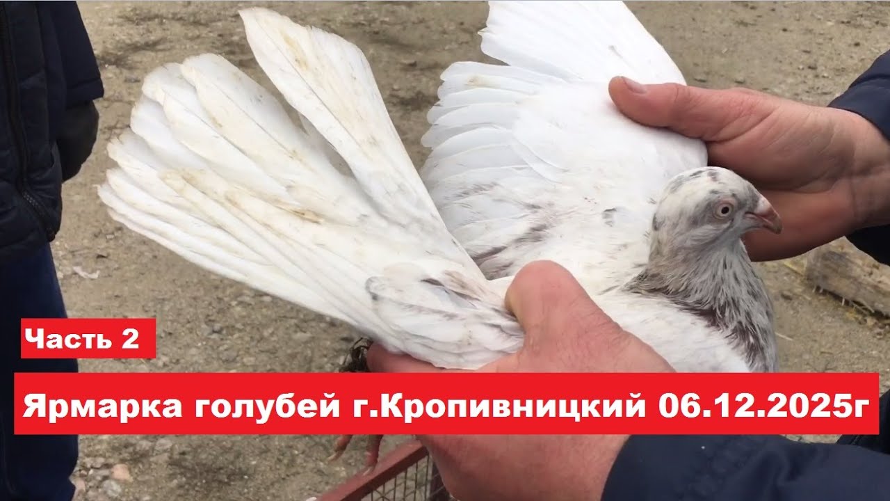 Ярмарка голубей и декоративных птиц г.Кропивницкий 06.12.2025. Часть 2