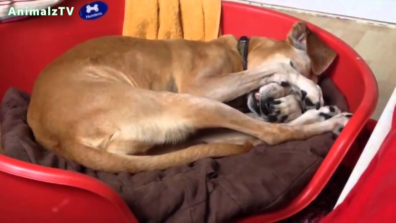 Funny  Lazy Dogs Won't Wake Up and Get out of Bed Compilation NEW HD VIDEO