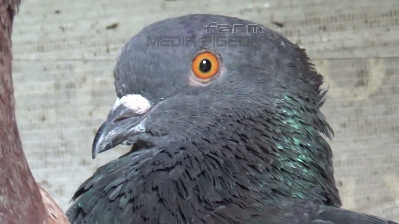 Kabootar , Crested Pigeons & Unique Colored Pigeons , videos for pigeon birds lovers